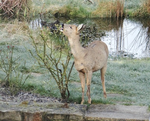 roe deer